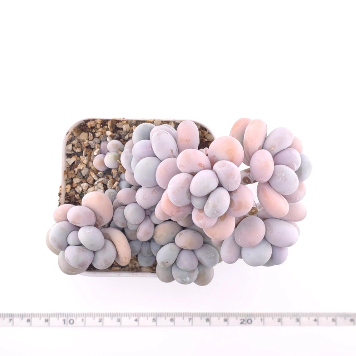 Pachyphytum ‘Cheese’ | 奶酪 thumbnail 4