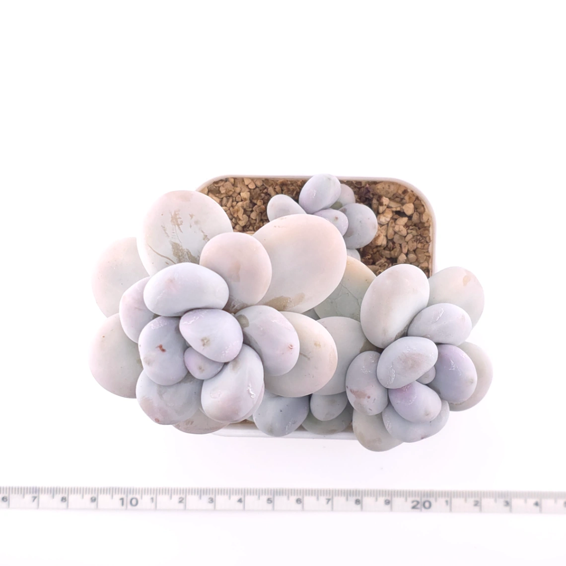 Pachyphytum ‘Cheese’ | 奶酪 thumbnail 4