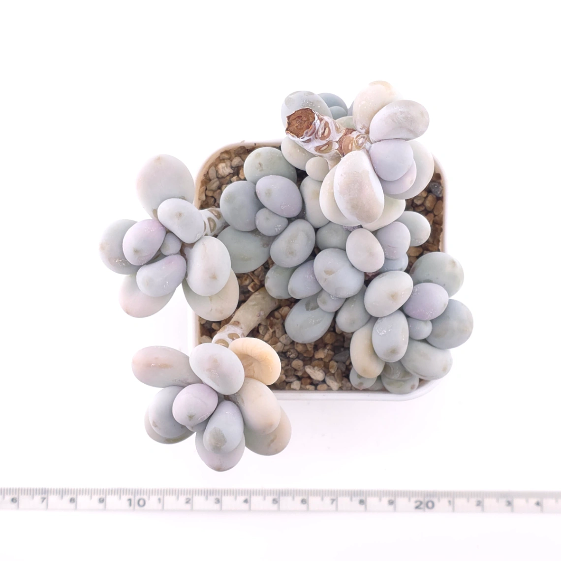 Pachyphytum ‘Cheese’ | 奶酪 thumbnail 4
