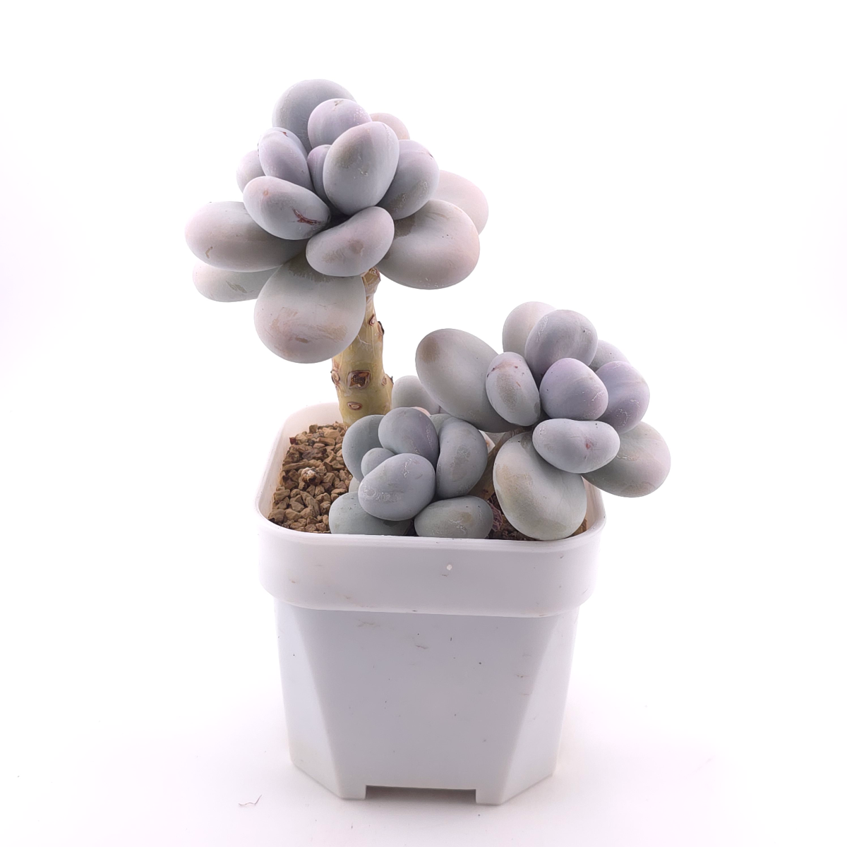 Pachyphytum ‘Cheese’ | 奶酪 thumbnail 3