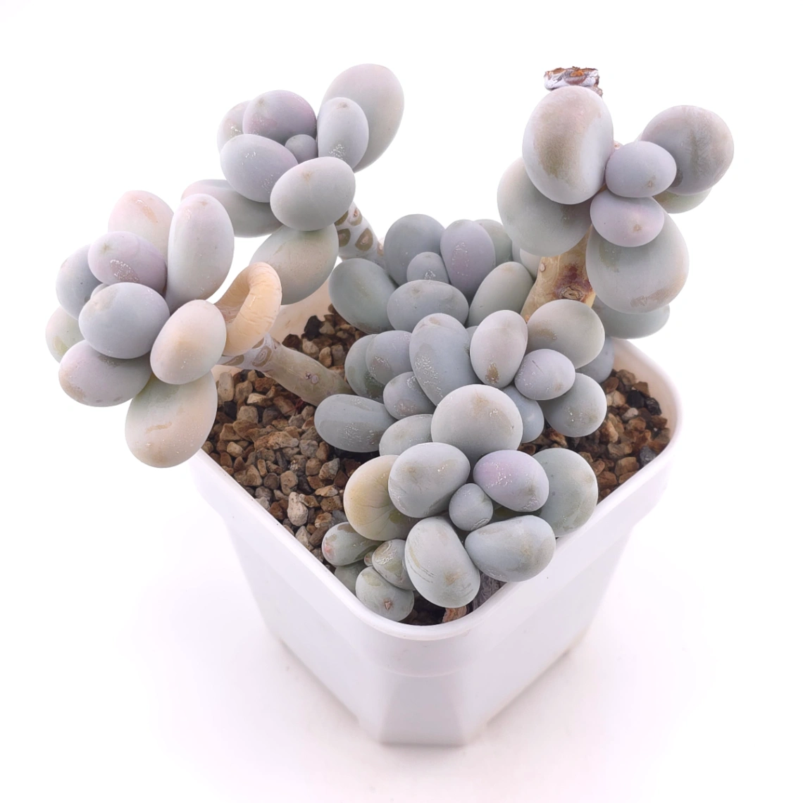 Pachyphytum ‘Cheese’ | 奶酪 thumbnail 2