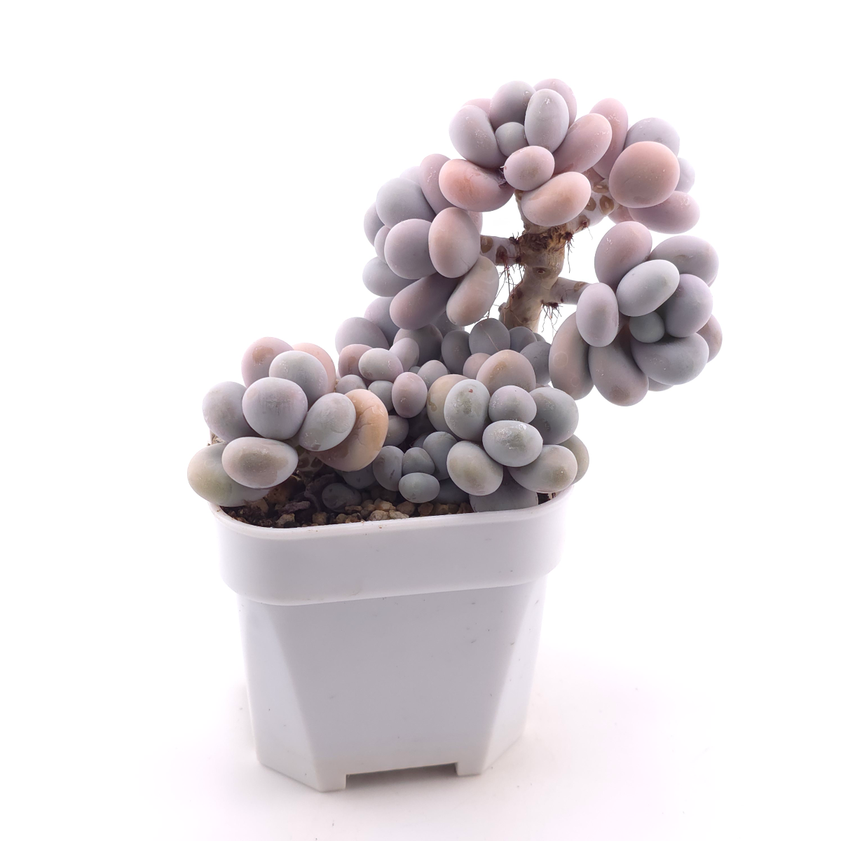 Pachyphytum ‘Cheese’ | 奶酪 thumbnail 3
