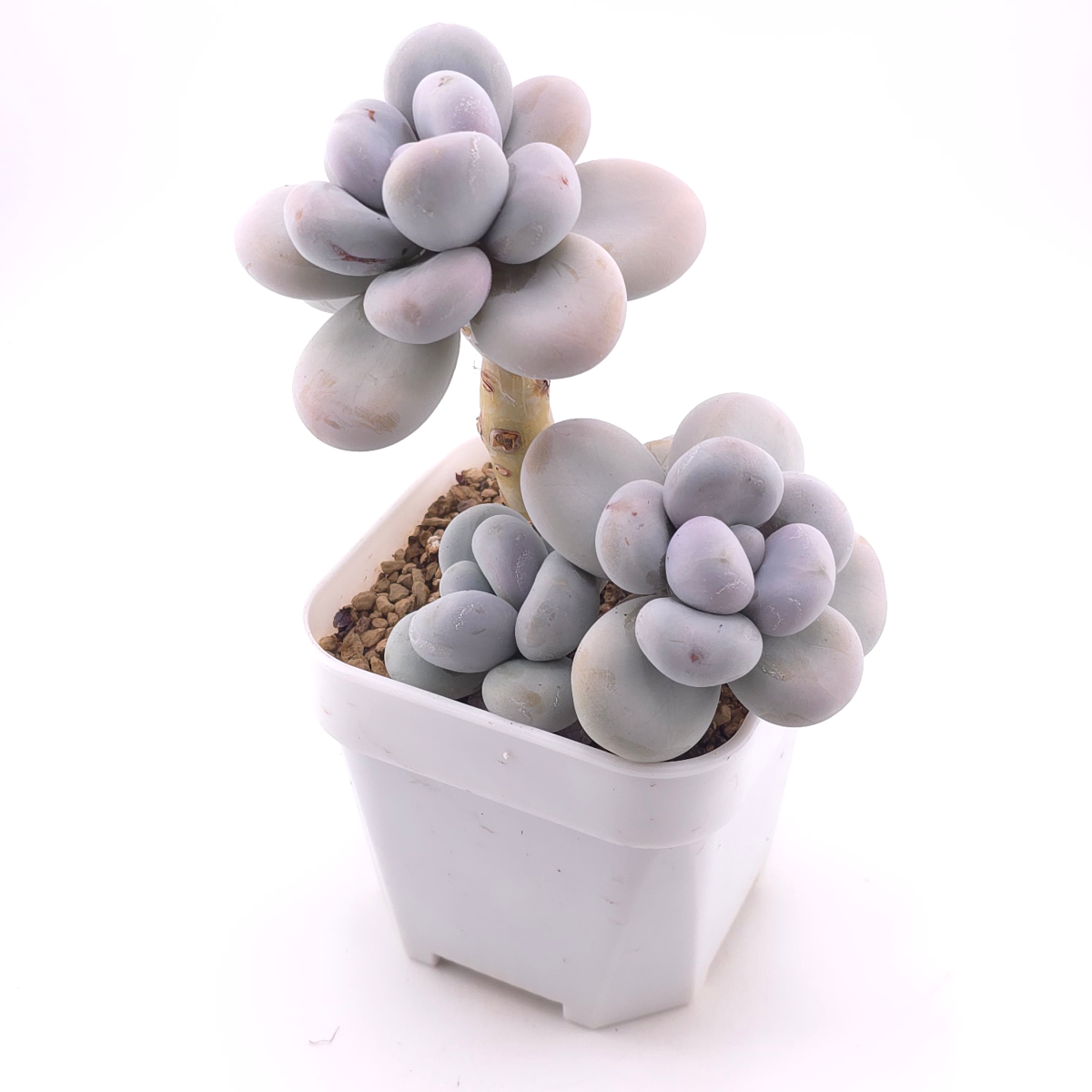 Pachyphytum ‘Cheese’ | 奶酪 thumbnail 2