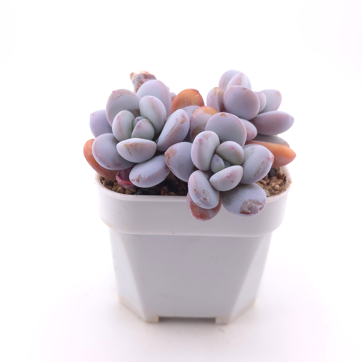 Pachyphytum ‘Cuicatecanum’ | 雪美人 thumbnail 3