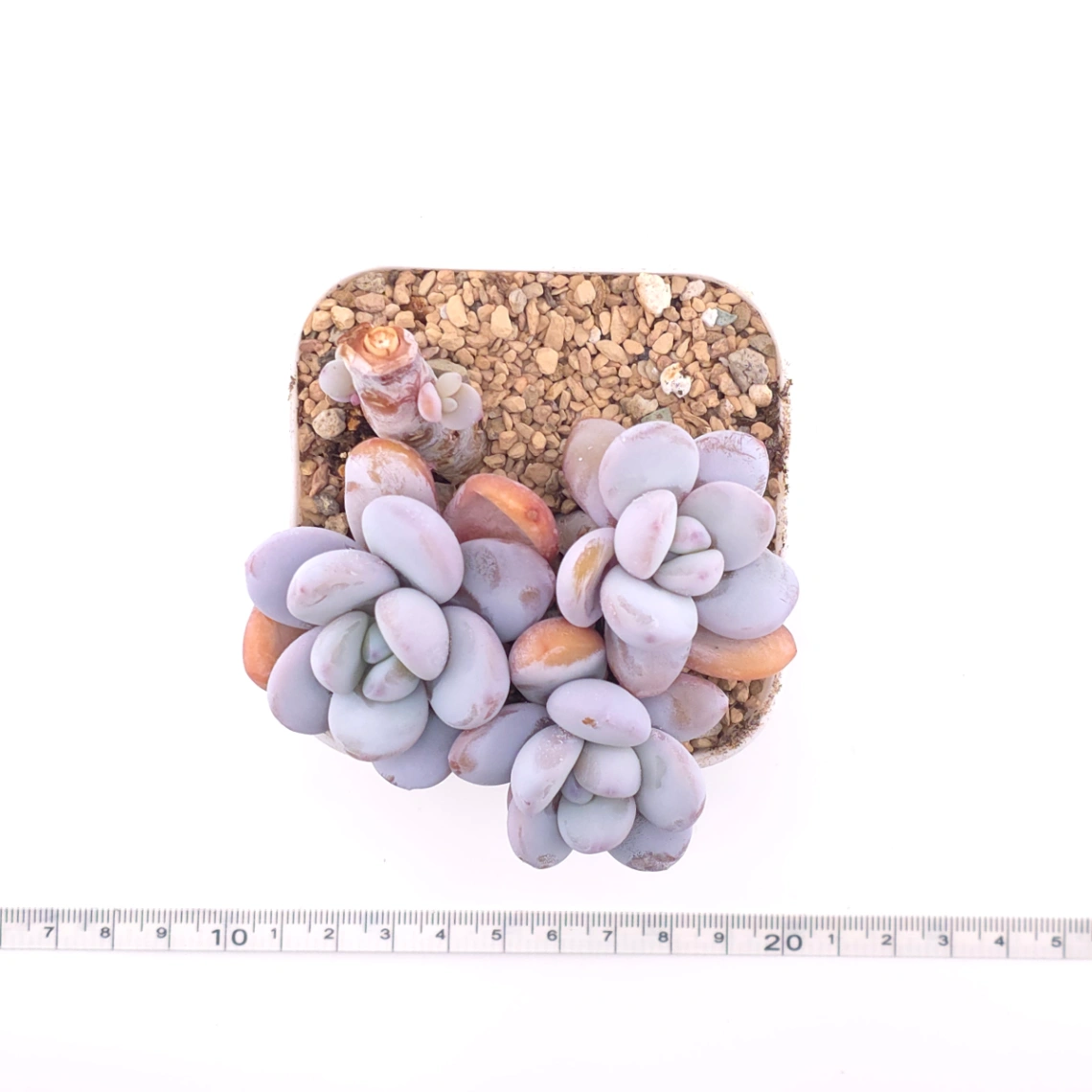 Pachyphytum ‘Cuicatecanum’ | 雪美人 thumbnail 4