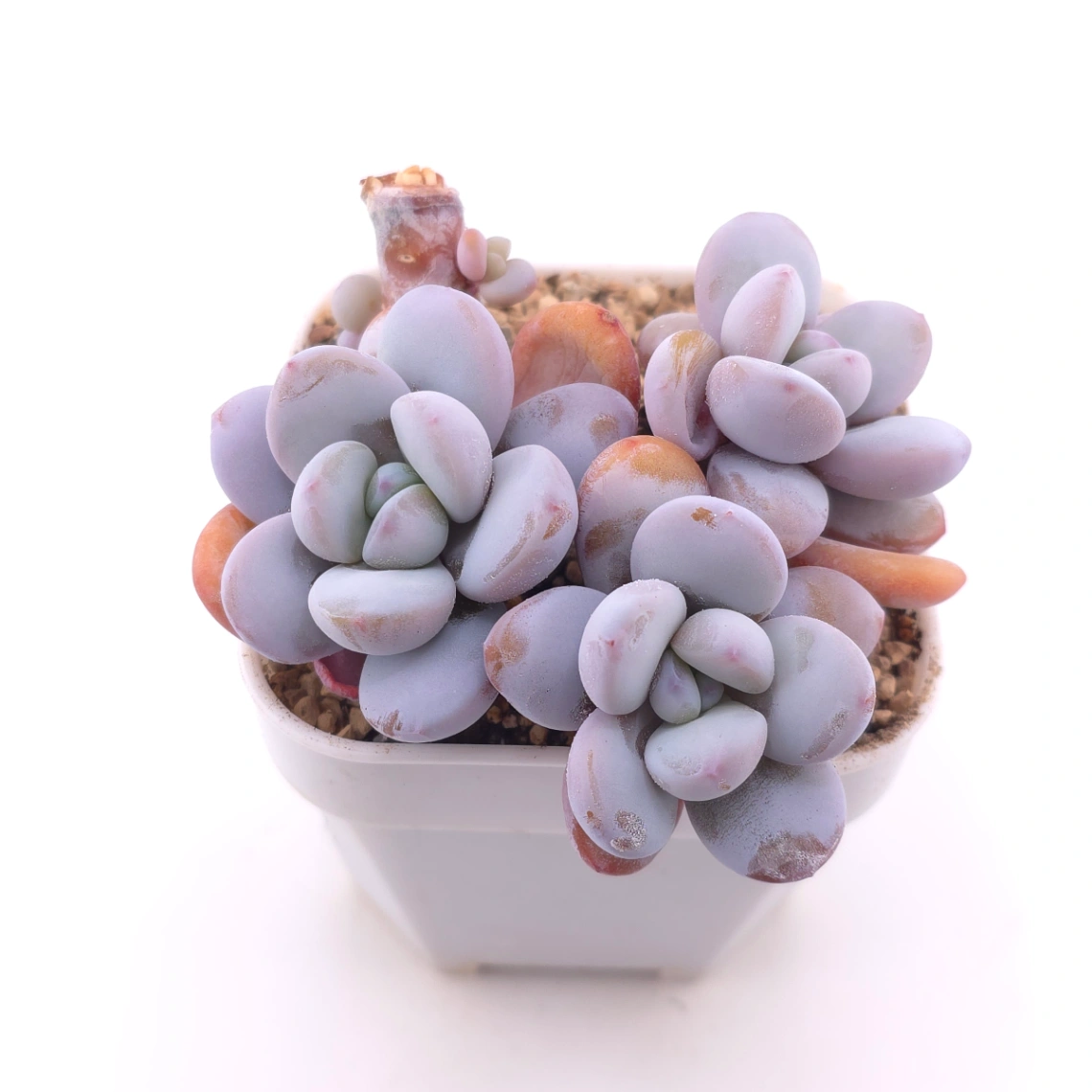 Pachyphytum ‘Cuicatecanum’ | 雪美人 thumbnail 2
