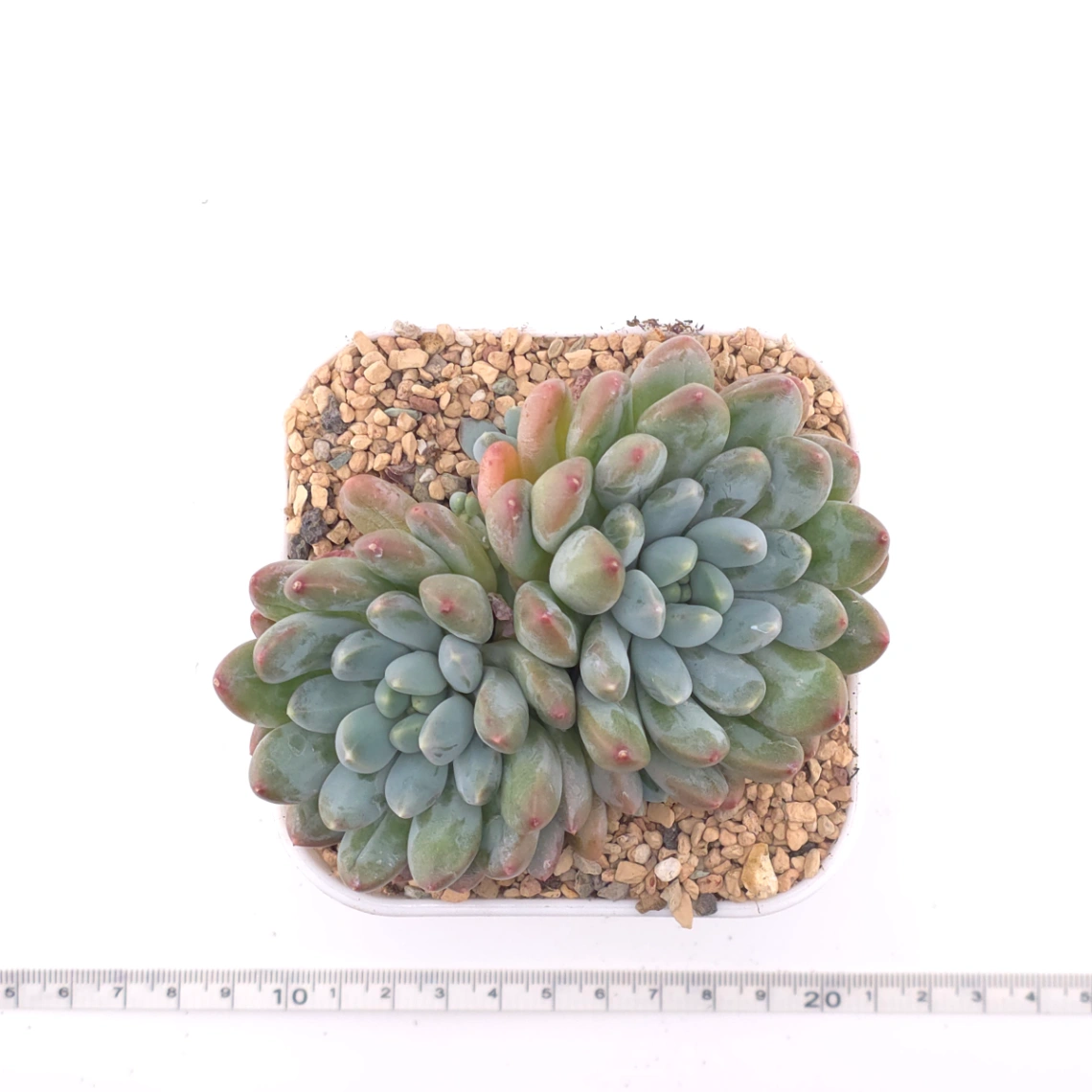 Pachyphytum 'Jasper' | 碧玉 thumbnail 4