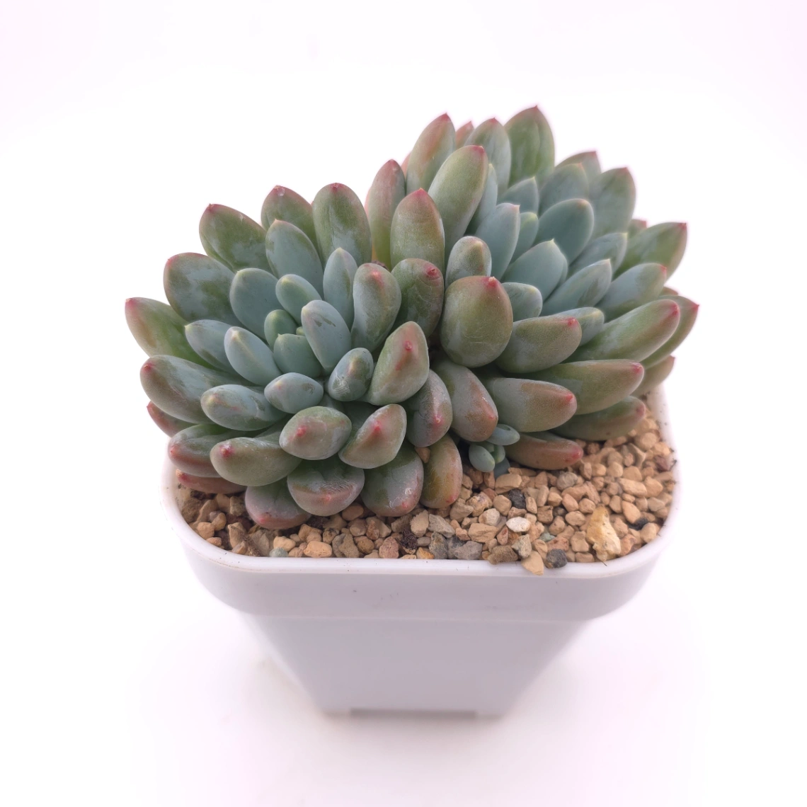 Pachyphytum 'Jasper' | 碧玉 thumbnail 2