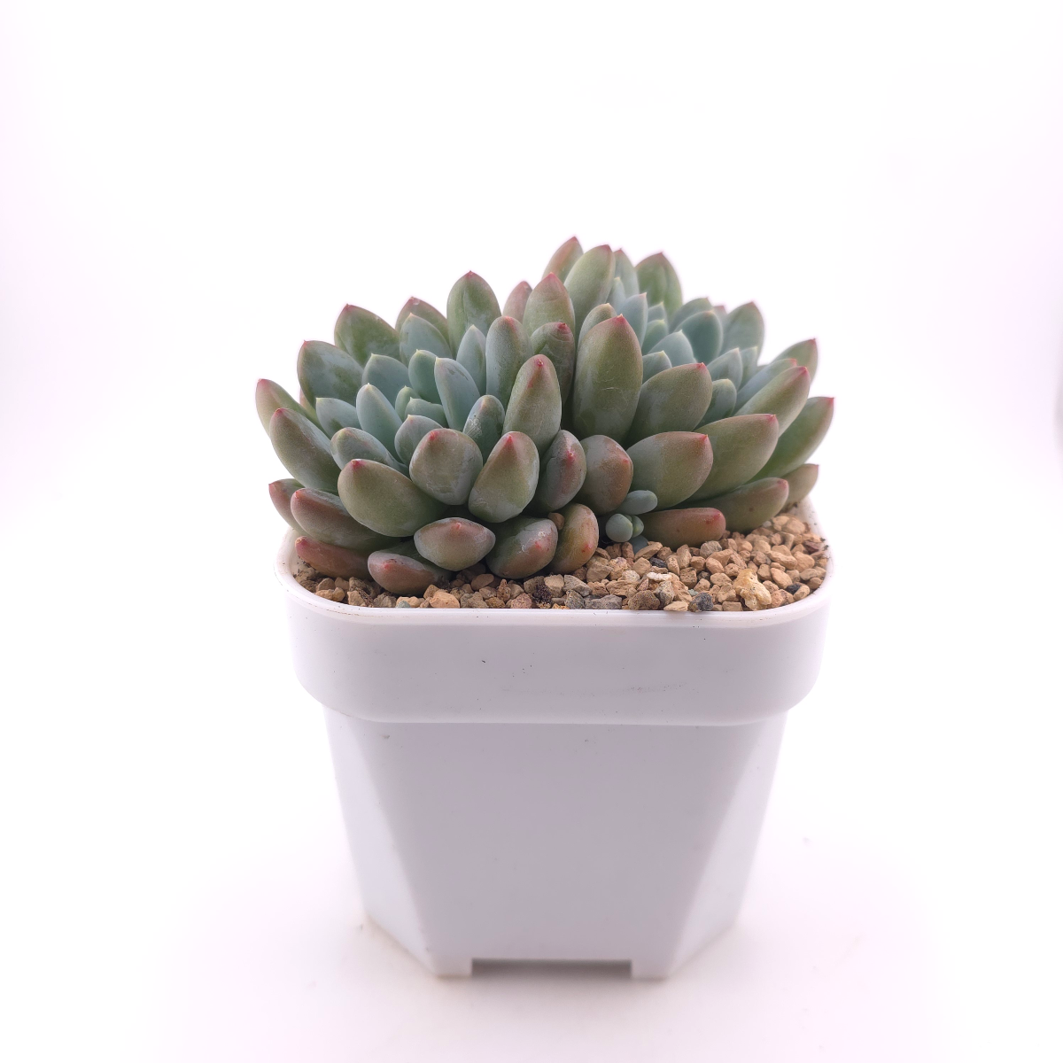 Pachyphytum 'Jasper' | 碧玉 thumbnail 3