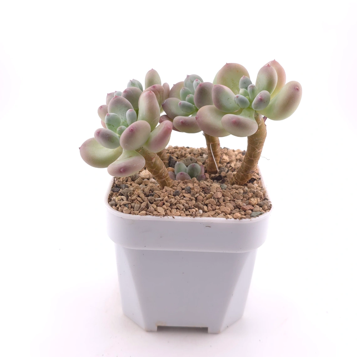 Pachyphytum 'Mikadukibijin' | 三日月美人 thumbnail 3