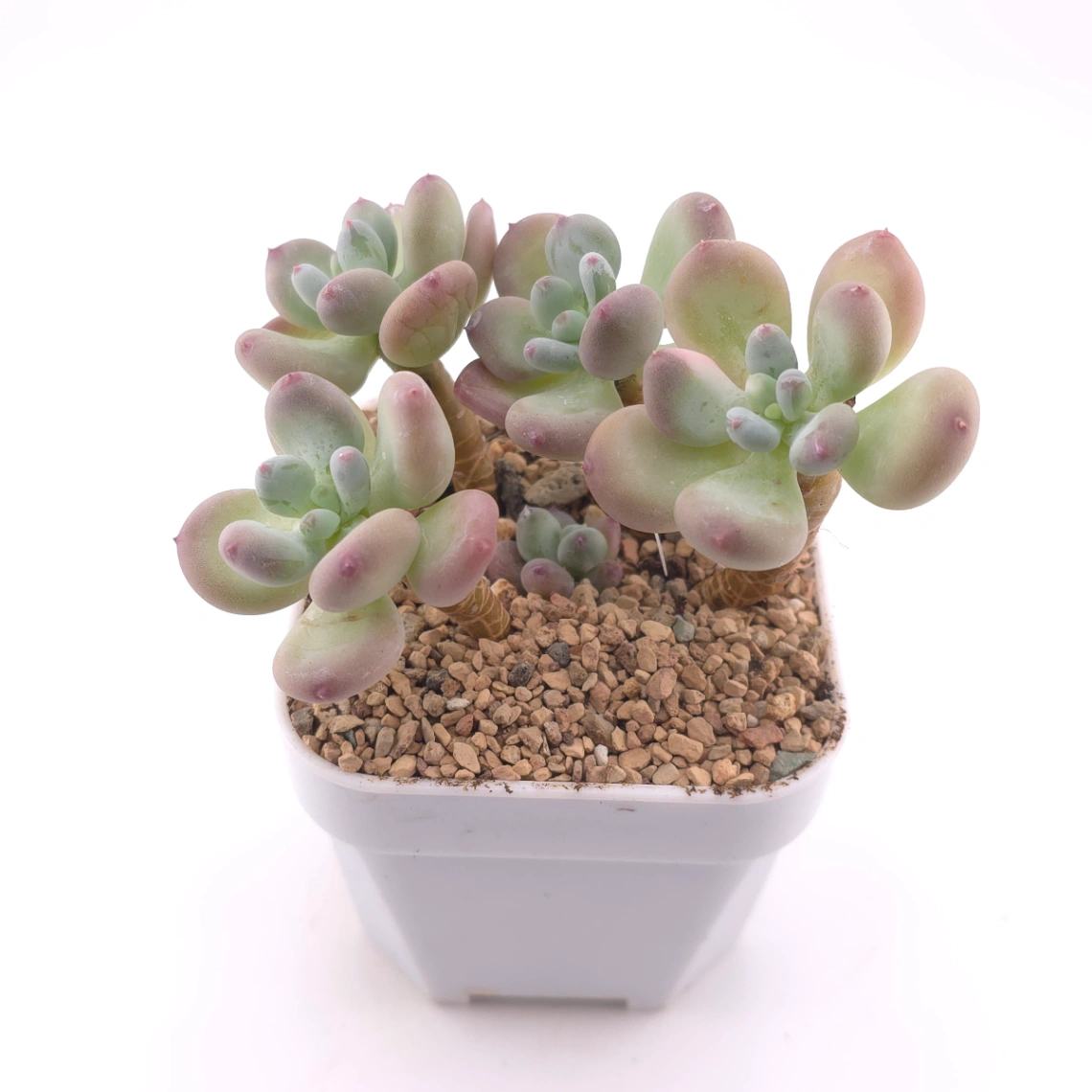Pachyphytum 'Mikadukibijin' | 三日月美人 thumbnail 2