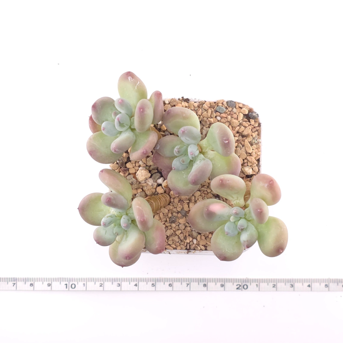 Pachyphytum 'Mikadukibijin' | 三日月美人 thumbnail 4