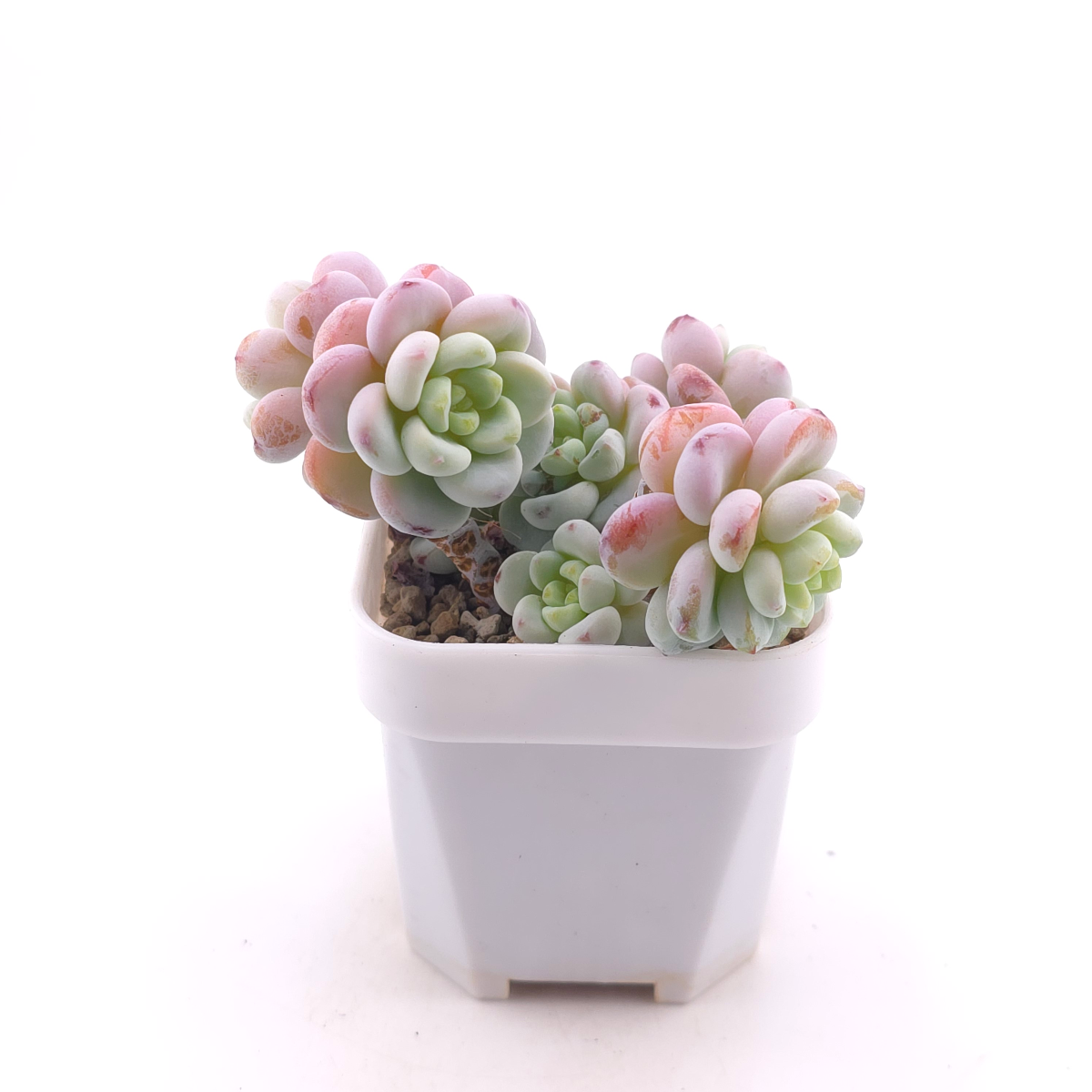 Sedum clavatum clsutering | 勞爾群 thumbnail 3