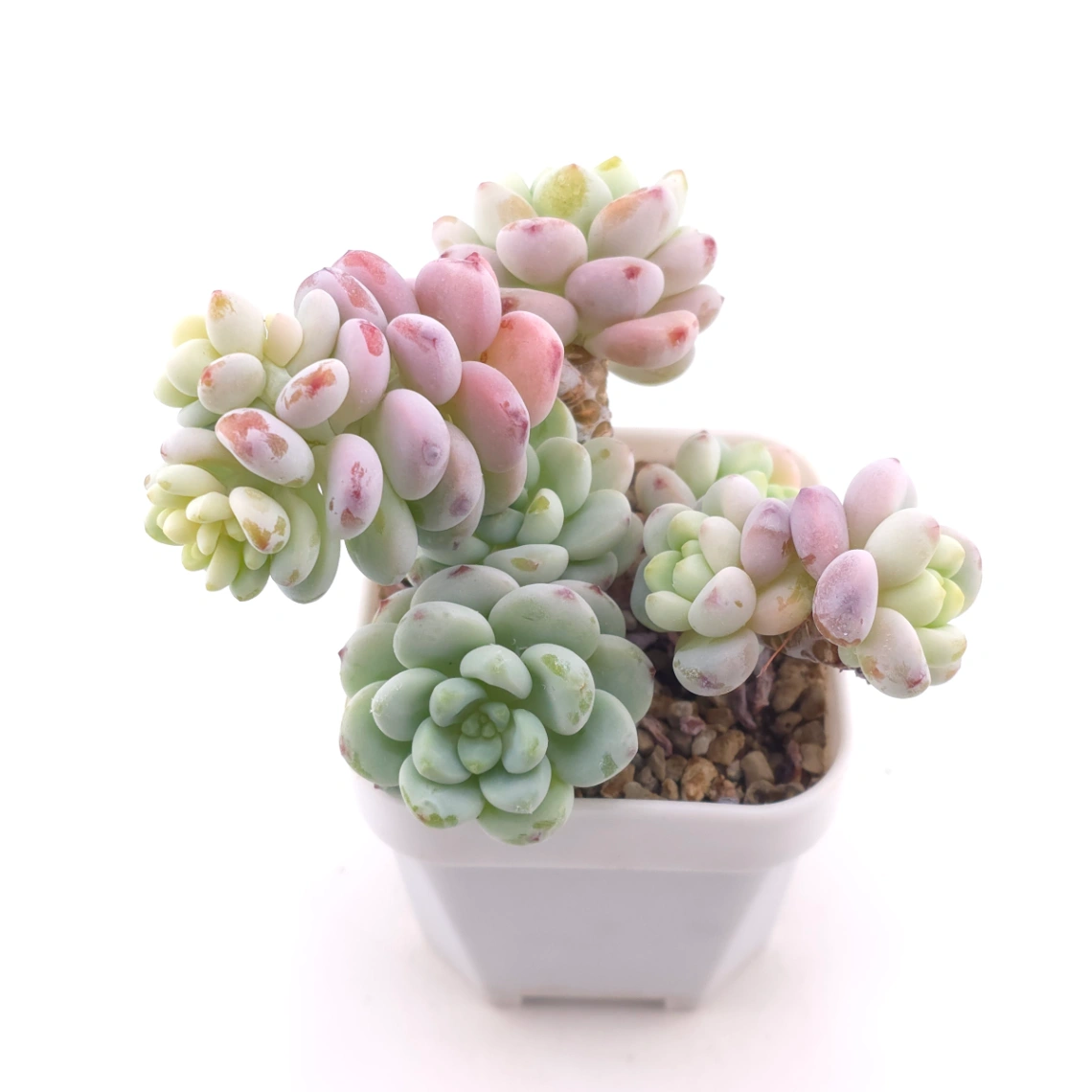 Sedum clavatum clsutering | 勞爾群 thumbnail 2