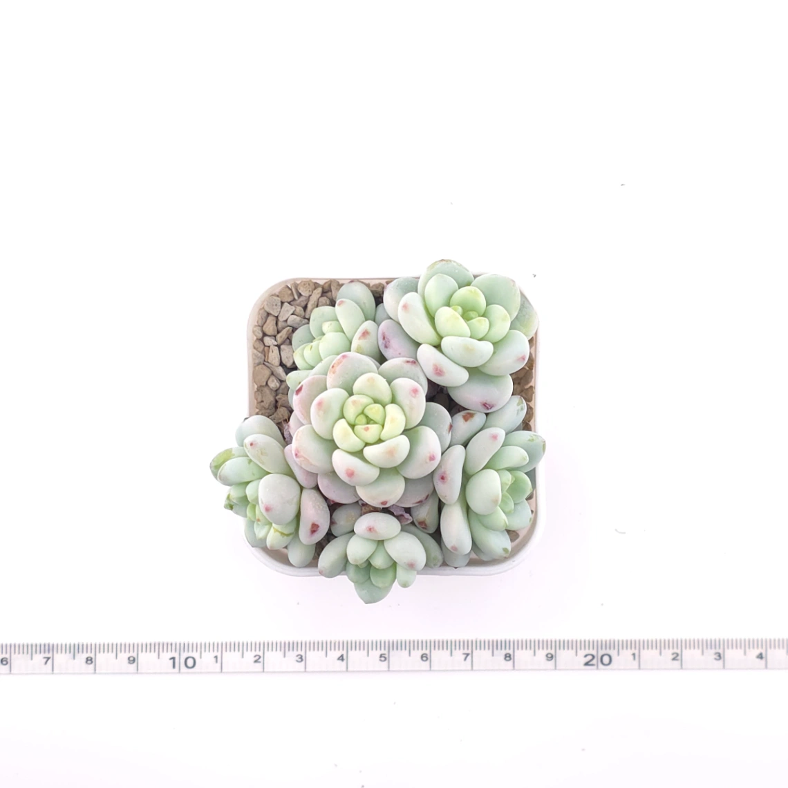 Sedum clavatum clsutering | 勞爾群 thumbnail 4