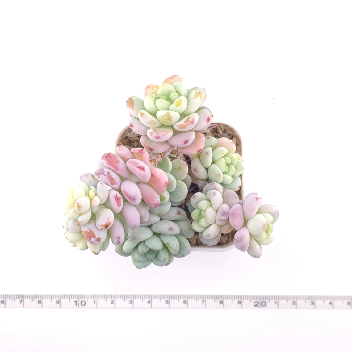 Sedum clavatum clsutering | 勞爾群 thumbnail 4