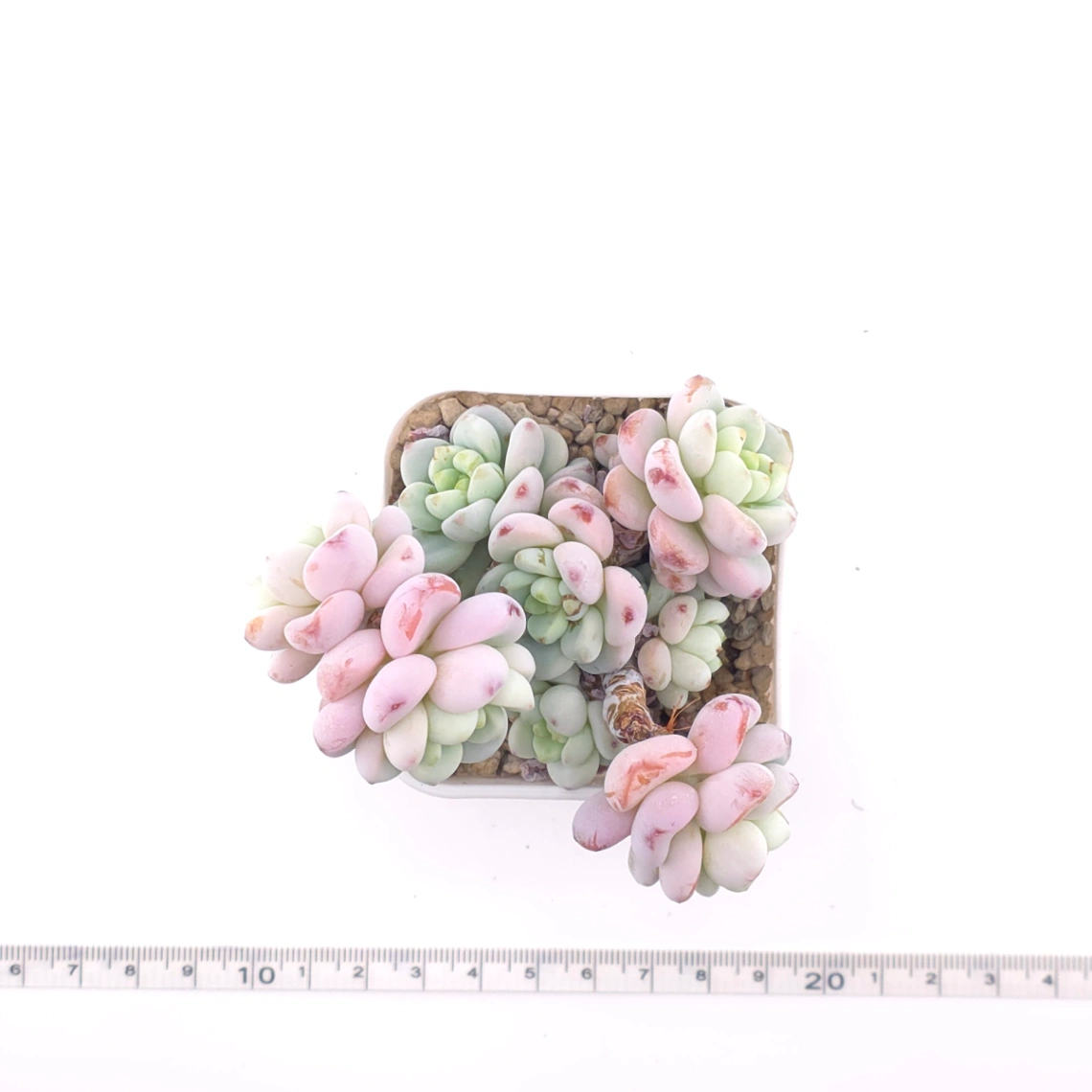 Sedum clavatum clsutering | 勞爾群 thumbnail 4