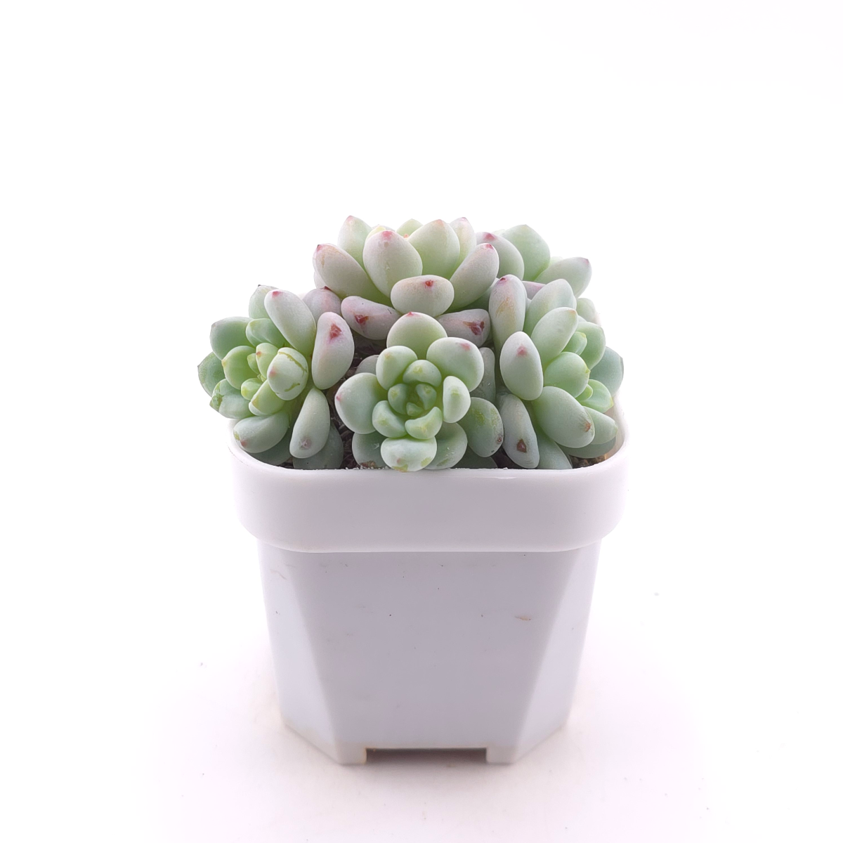 Sedum clavatum clsutering | 勞爾群 thumbnail 3