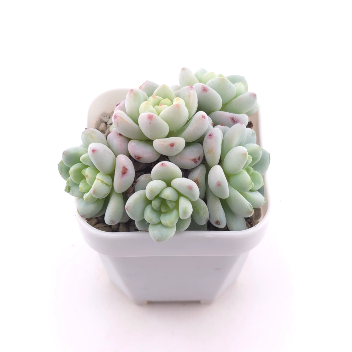 Sedum clavatum clsutering | 勞爾群 thumbnail 2