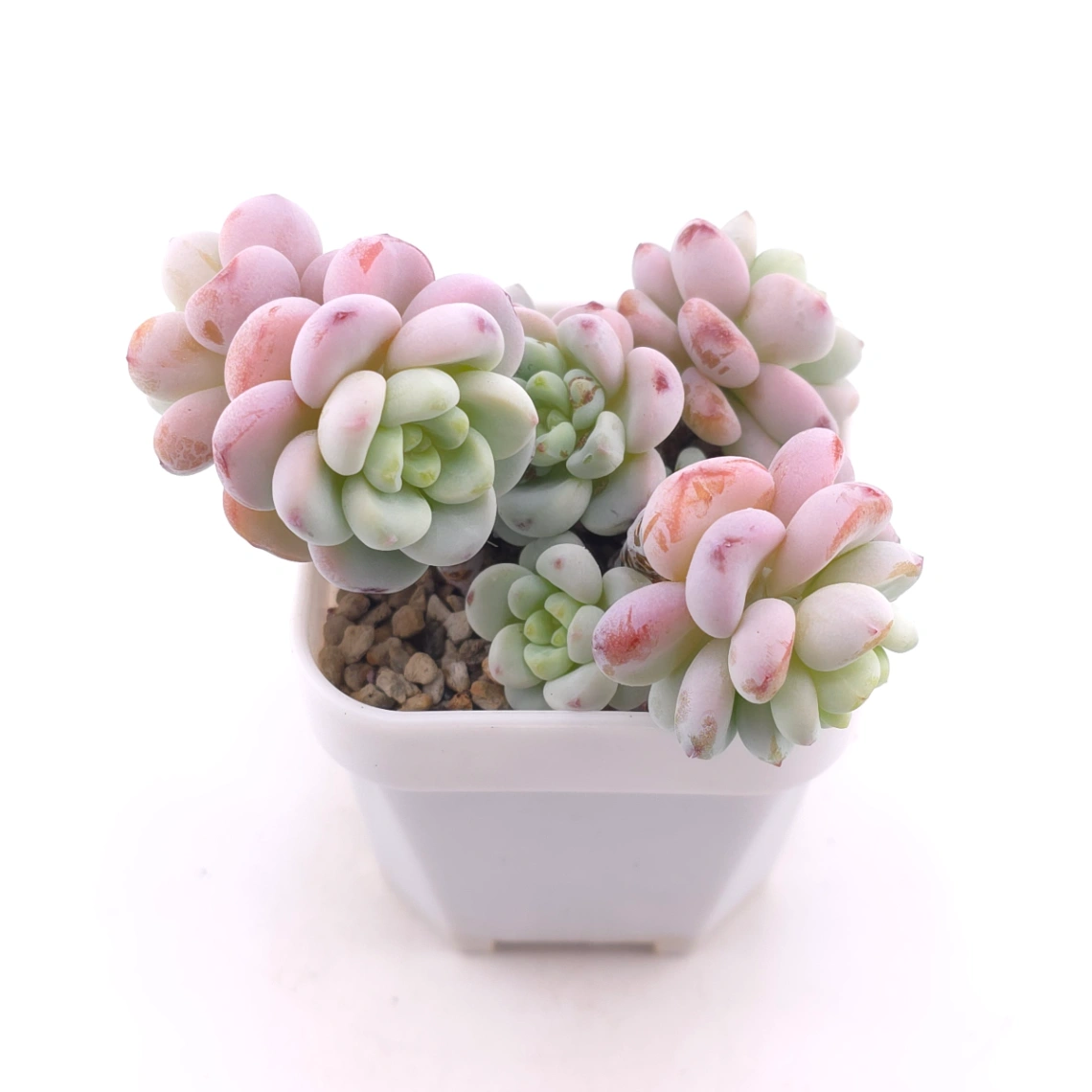 Sedum clavatum clsutering | 勞爾群 thumbnail 2