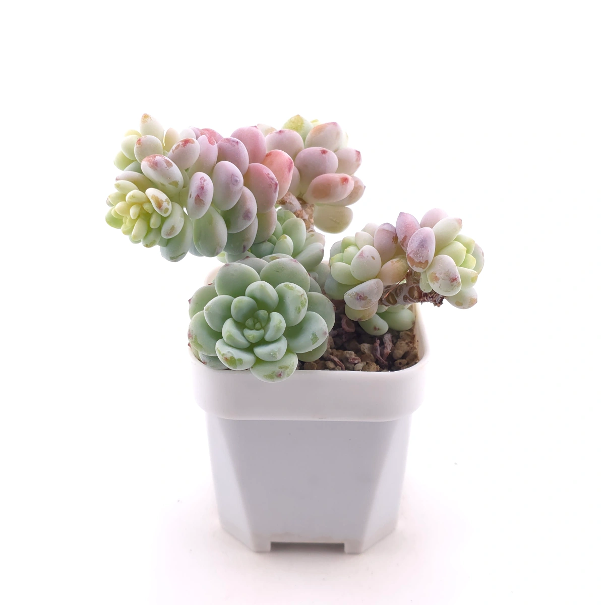 Sedum clavatum clsutering | 勞爾群 thumbnail 3