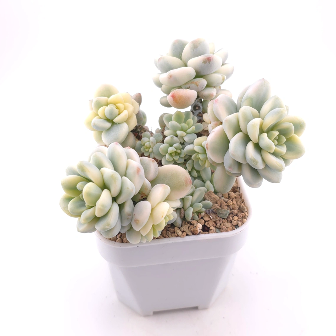 Sedum clavatum variegated clustering | 勞爾錦群 thumbnail 2