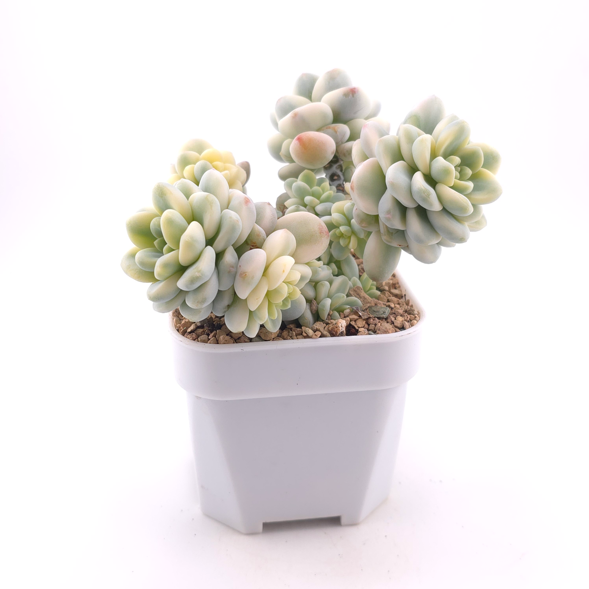 Sedum clavatum variegated clustering | 勞爾錦群 thumbnail 3