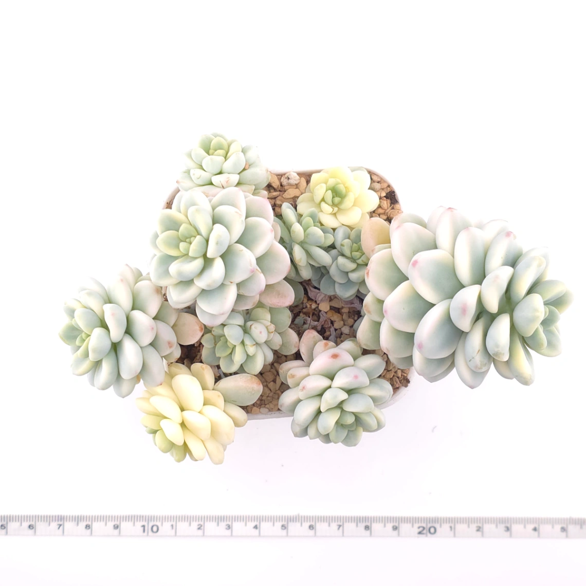 Sedum clavatum variegated clustering | 勞爾錦群 thumbnail 4