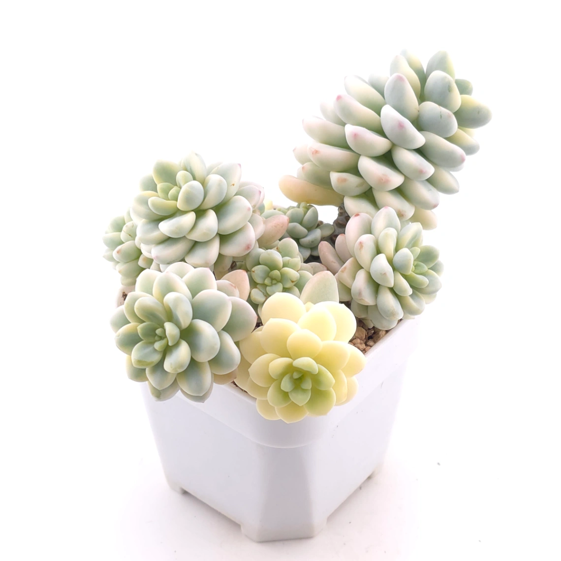 Sedum clavatum variegated clustering | 勞爾錦群 thumbnail 2