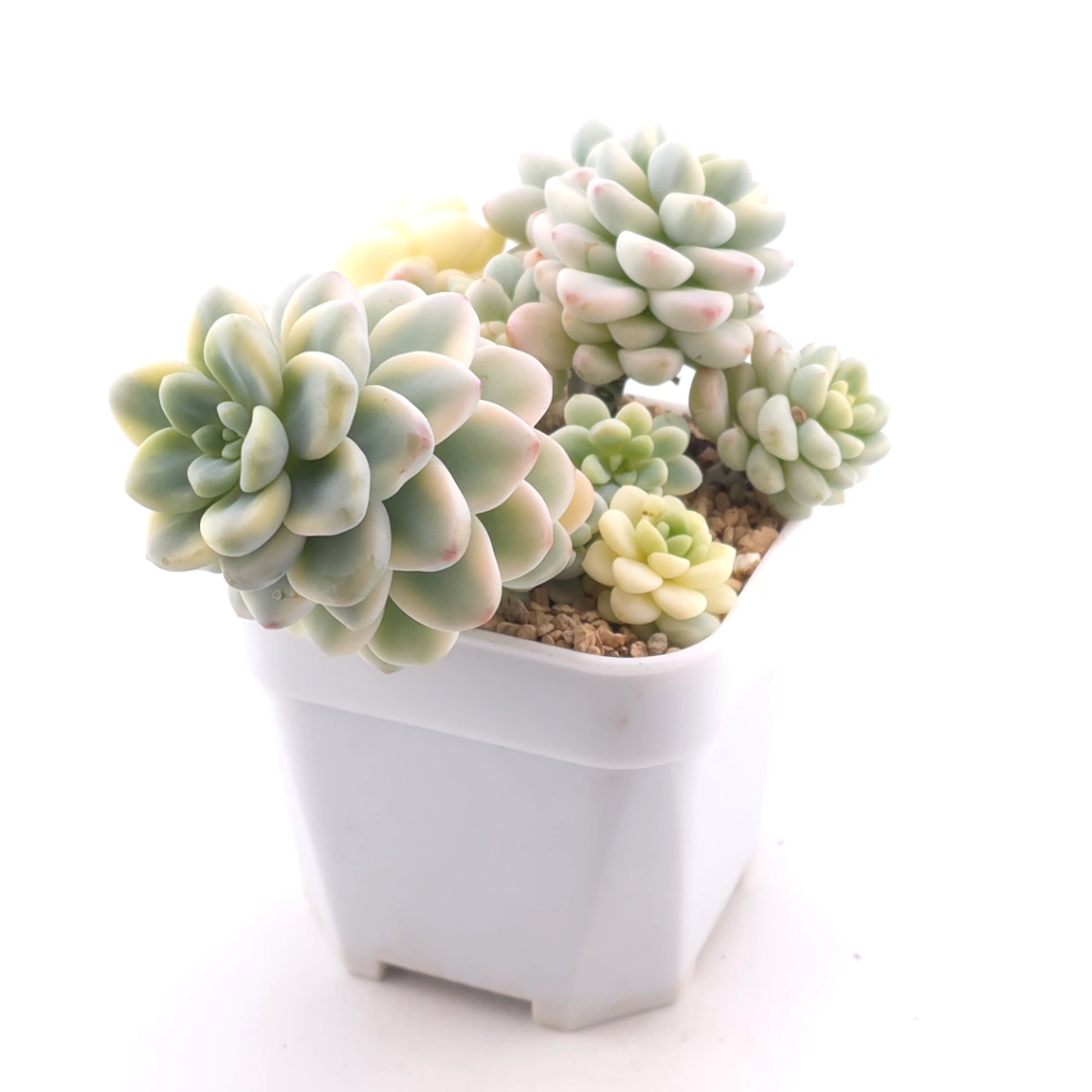 Sedum clavatum variegated clustering | 勞爾錦群 thumbnail 3