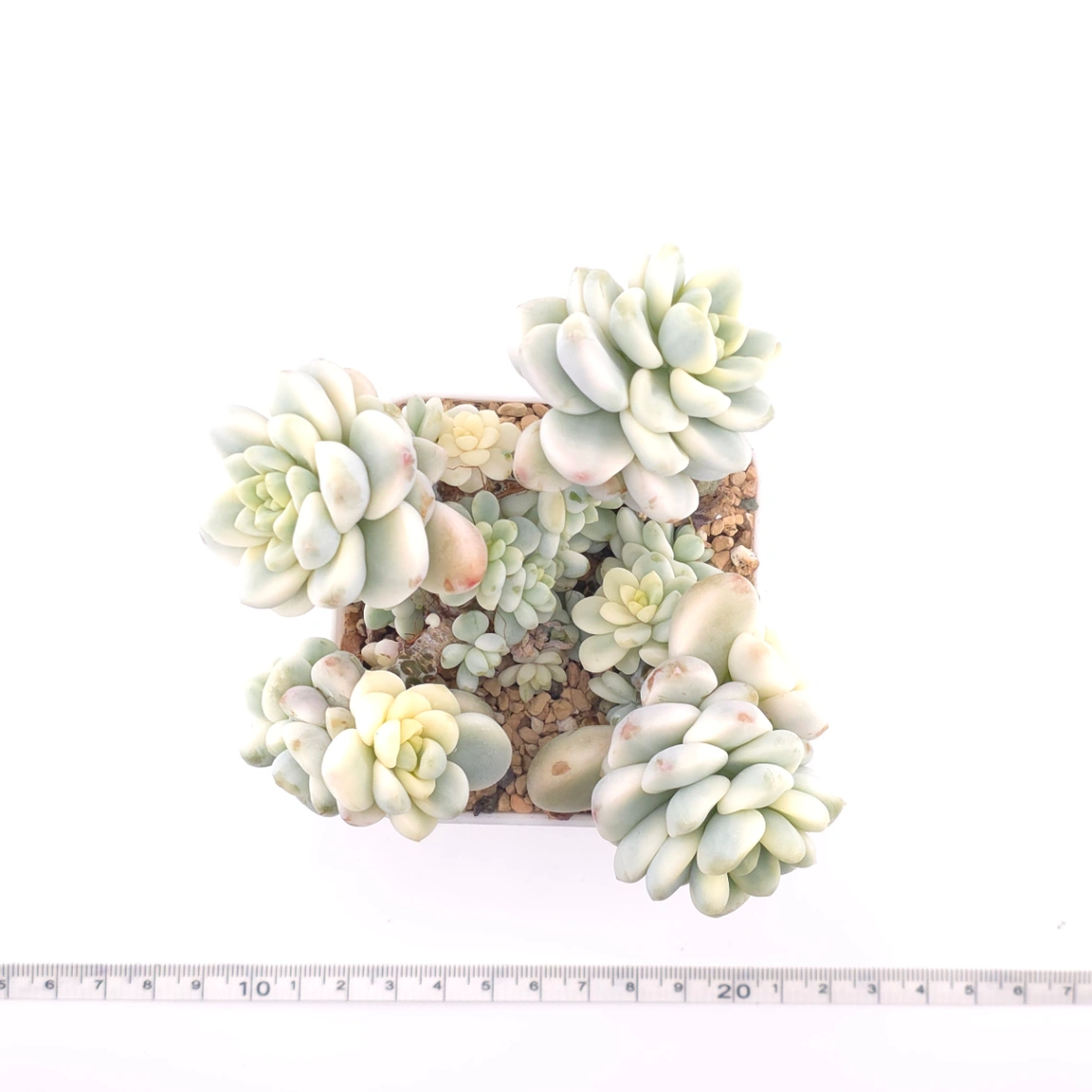 Sedum clavatum variegated clustering | 勞爾錦群 thumbnail 4