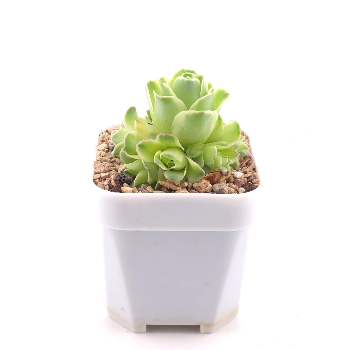 Aeonium greenovia 'Spring Dawn' | 春曉玫瑰 thumbnail 3