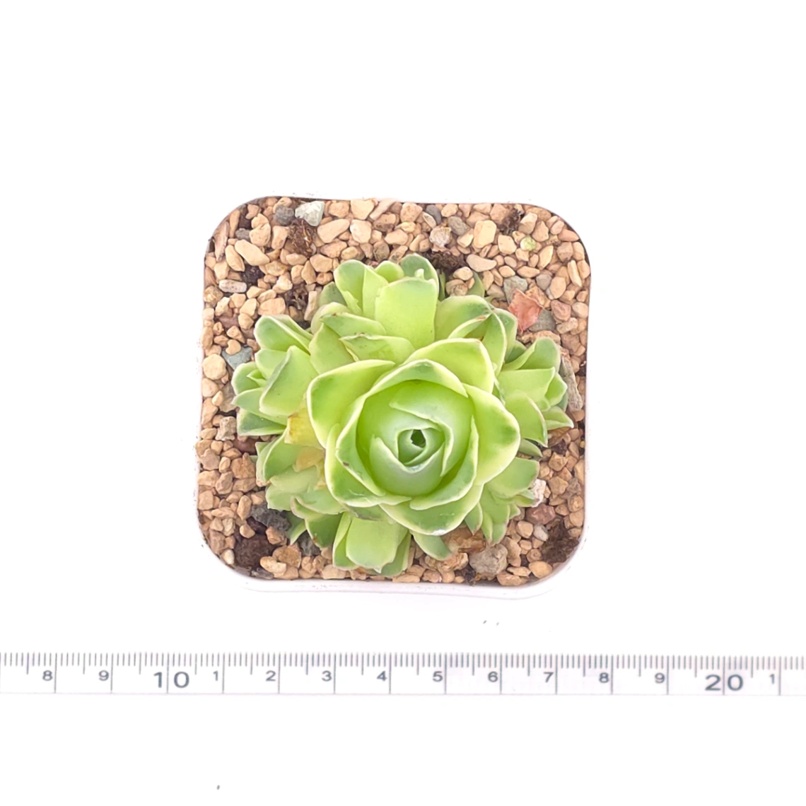 Aeonium greenovia 'Spring Dawn' | 春曉玫瑰 thumbnail 4