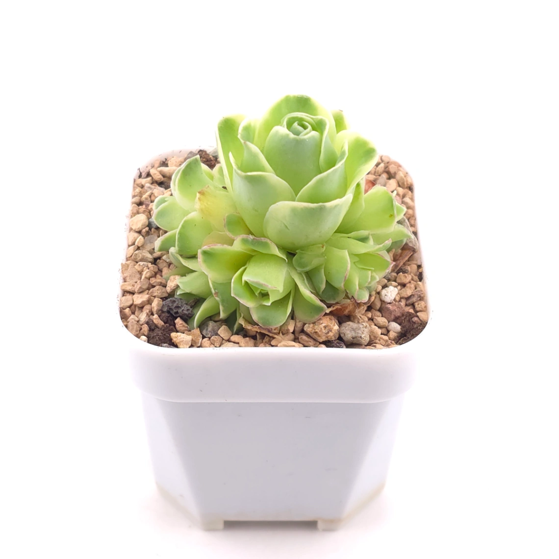 Aeonium greenovia 'Spring Dawn' | 春曉玫瑰 thumbnail 2
