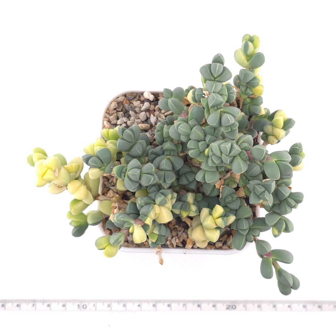 Astridia velutina Variegated | 鹿角海棠錦 thumbnail 4