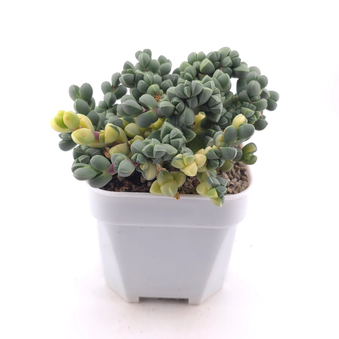 Astridia velutina Variegated | 鹿角海棠錦 thumbnail 3