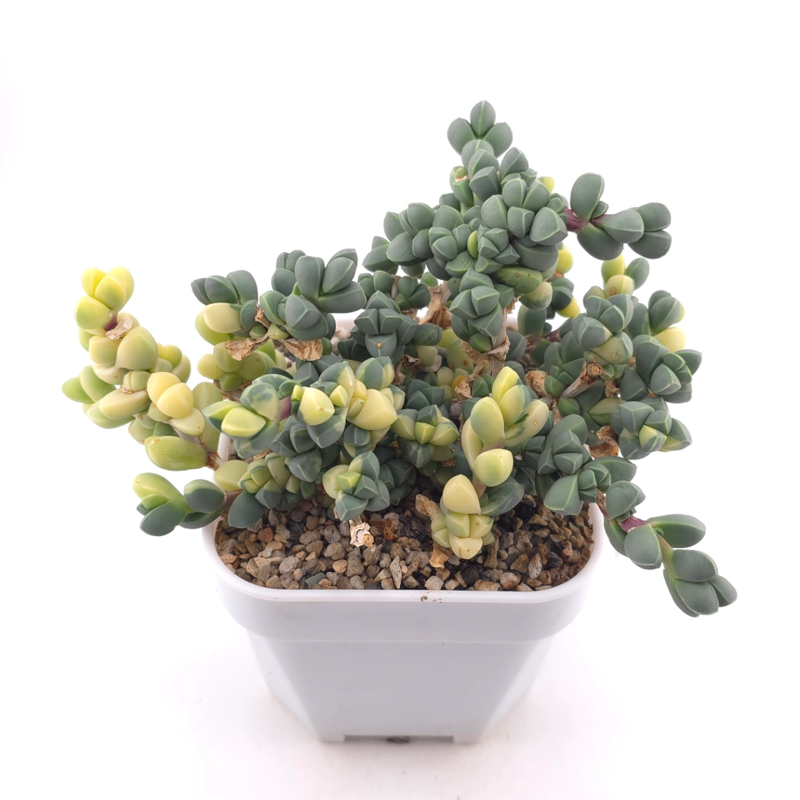 Astridia velutina Variegated | 鹿角海棠錦 thumbnail 2
