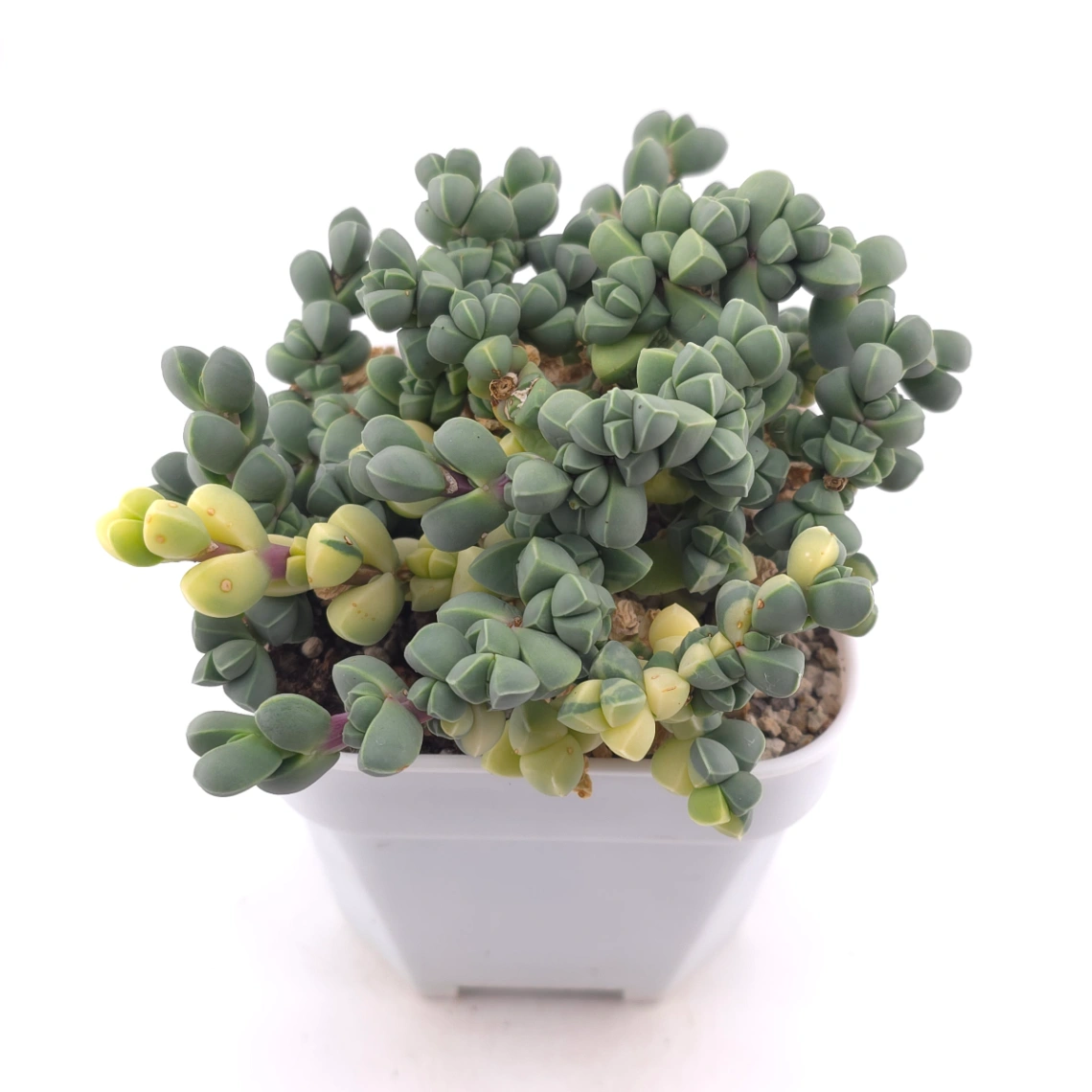 Astridia velutina Variegated | 鹿角海棠錦 thumbnail 2