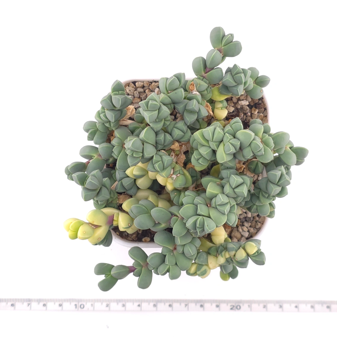 Astridia velutina Variegated | 鹿角海棠錦 thumbnail 4