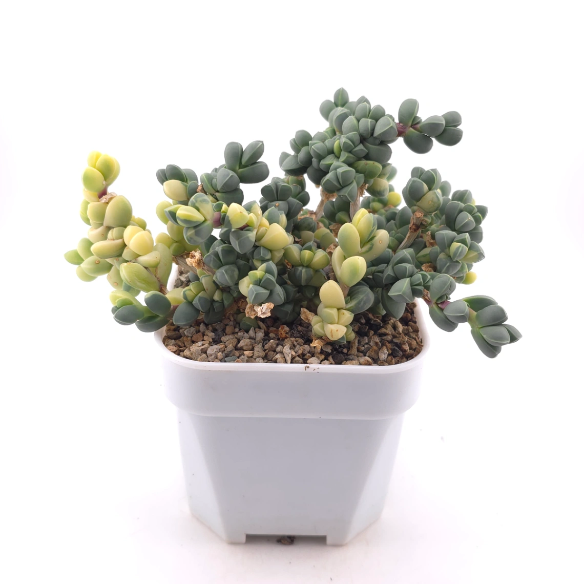 Astridia velutina Variegated | 鹿角海棠錦 thumbnail 3