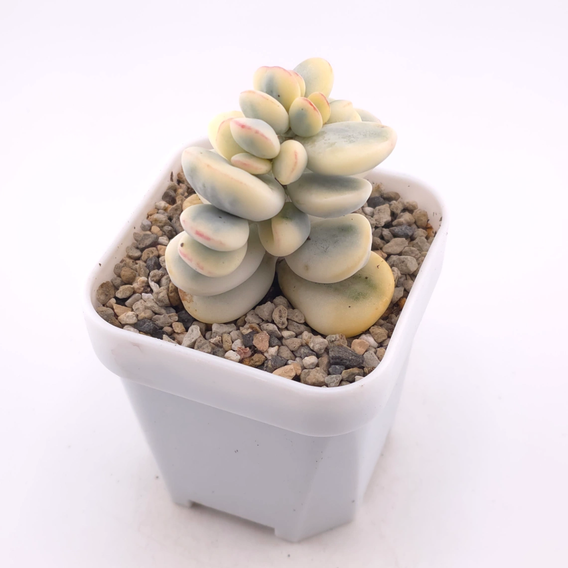 Cotyledon orbiculata cv. variegated (rounded leaf ver.) | 乒乓福娘錦 thumbnail 2