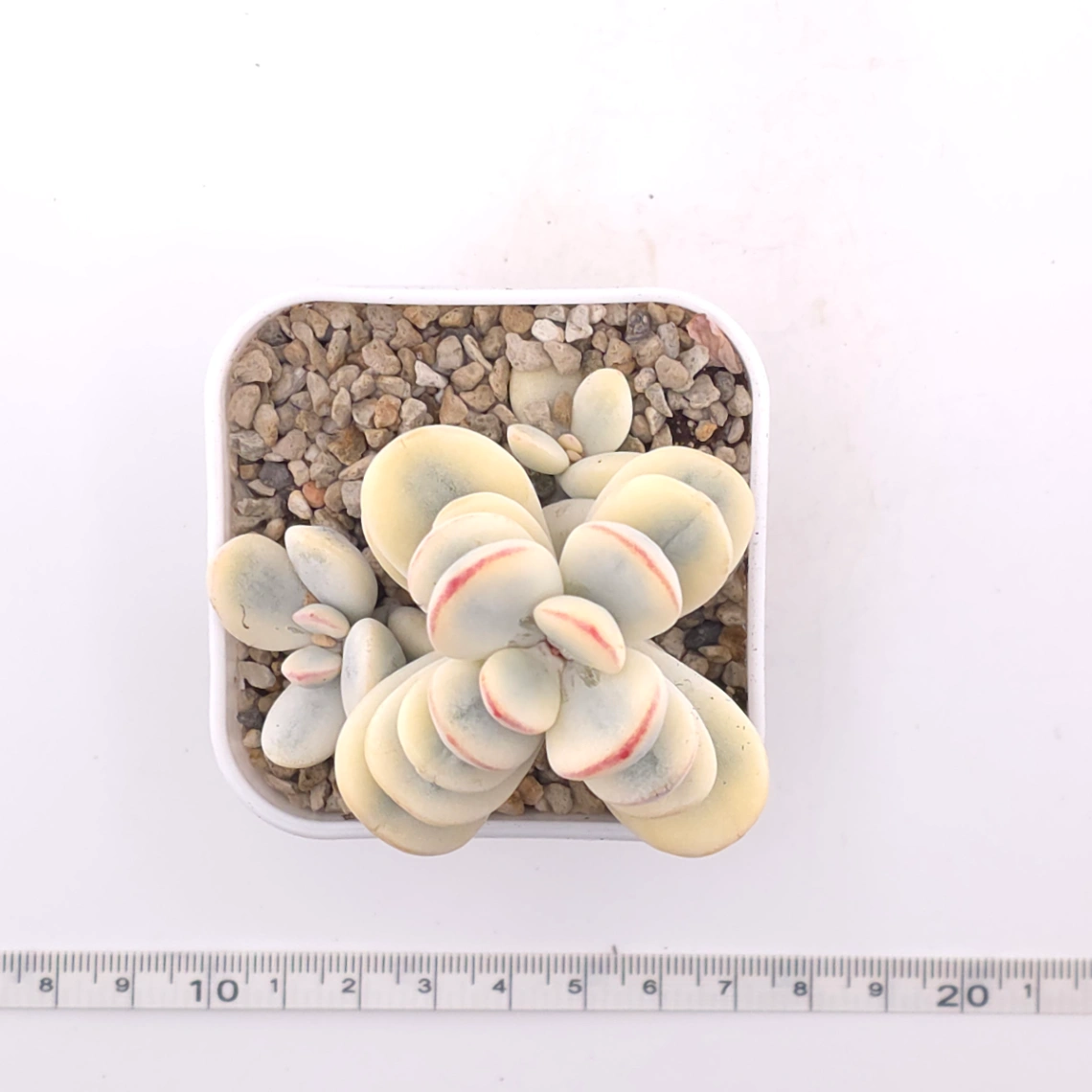 Cotyledon orbiculata cv. variegated (rounded leaf ver.) | 乒乓福娘錦 thumbnail 4