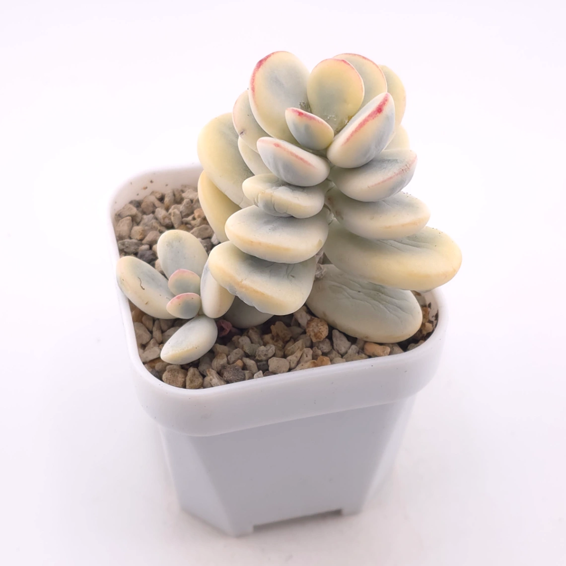 Cotyledon orbiculata cv. variegated (rounded leaf ver.) | 乒乓福娘錦 thumbnail 2