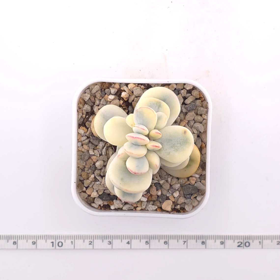 Cotyledon orbiculata cv. variegated (rounded leaf ver.) | 乒乓福娘錦 thumbnail 4