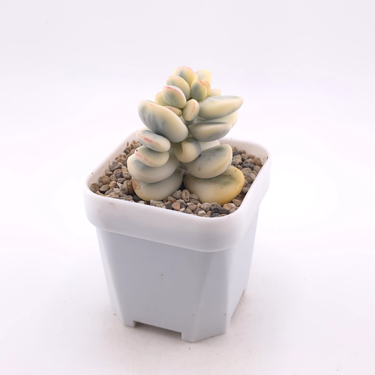 Cotyledon orbiculata cv. variegated (rounded leaf ver.) | 乒乓福娘錦 thumbnail 3