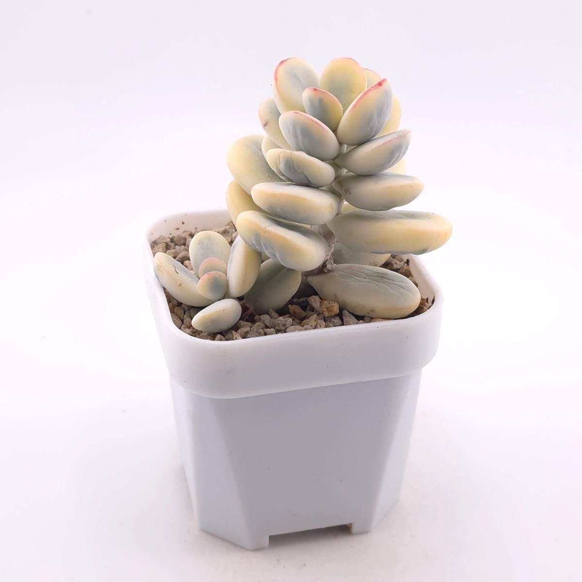 Cotyledon orbiculata cv. variegated (rounded leaf ver.) | 乒乓福娘錦 thumbnail 3