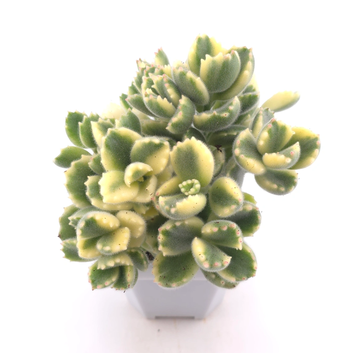 Cotyledon tomentosa ‘Bear’s Paw’ variegated | 白熊 thumbnail 2