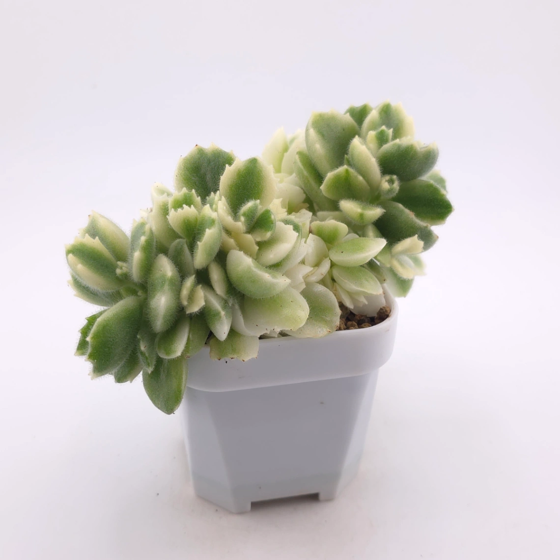 Cotyledon tomentosa ‘Bear’s Paw’ variegated | 白熊 thumbnail 3