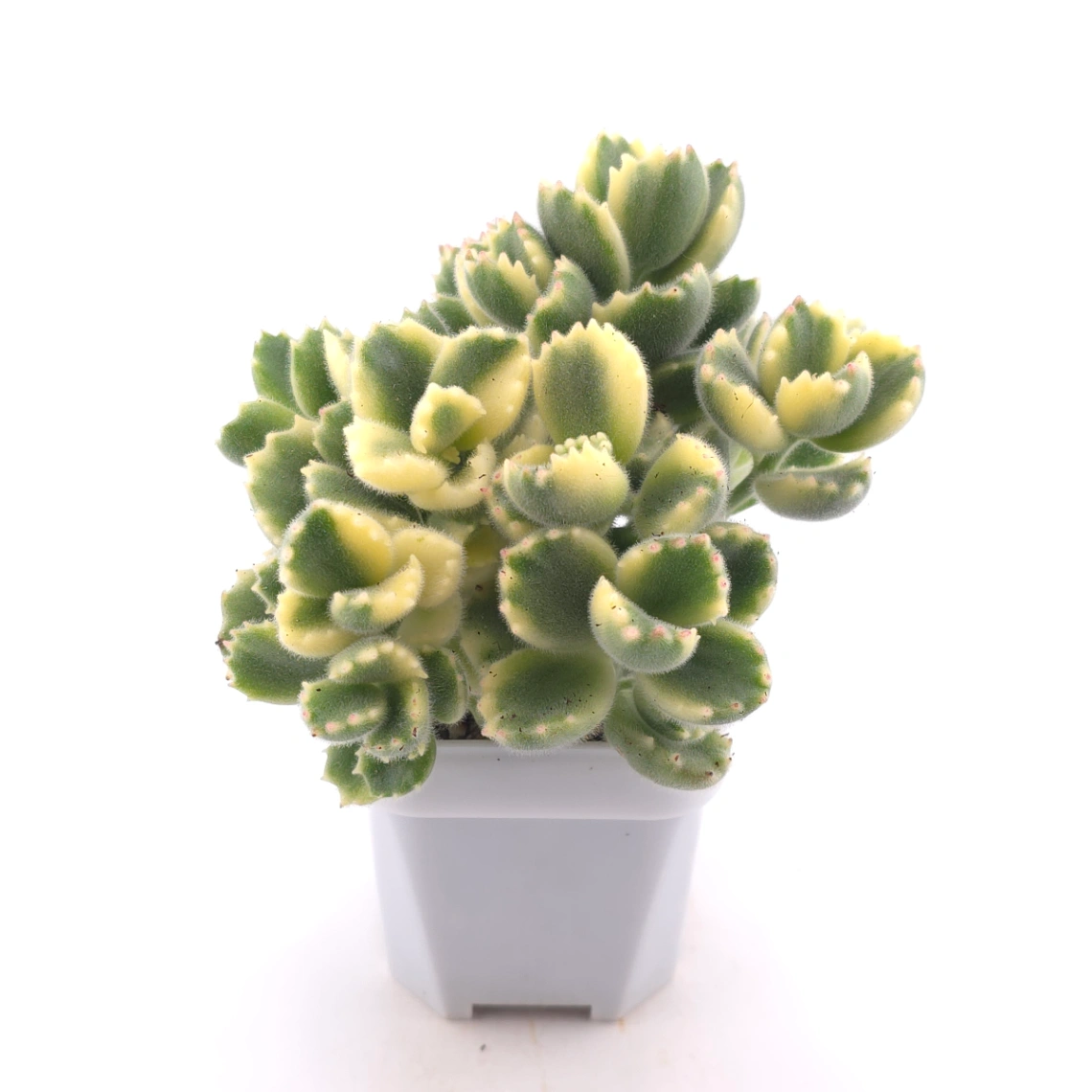 Cotyledon tomentosa ‘Bear’s Paw’ variegated | 白熊 thumbnail 3