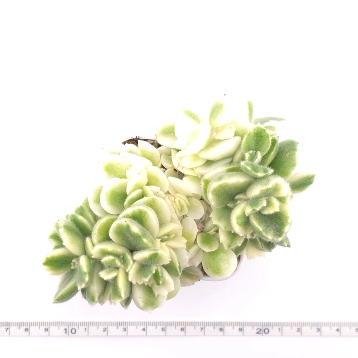 Cotyledon tomentosa ‘Bear’s Paw’ variegated | 白熊 thumbnail 4